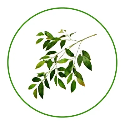 Olive HRMS